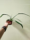 Philodendron holtonianum 4"