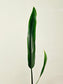 Philodendron holtonianum 4"