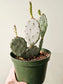 Opuntia macrocentra "Purple Prickly Pear" Cactus 6"