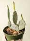 Opuntia macrocentra "Purple Prickly Pear" Cactus 6"