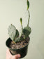 Opuntia macrocentra "Purple Prickly Pear" Cactus 6"