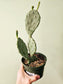 Opuntia macrocentra "Purple Prickly Pear" Cactus 6"