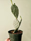 Opuntia macrocentra "Purple Prickly Pear" Cactus 6"