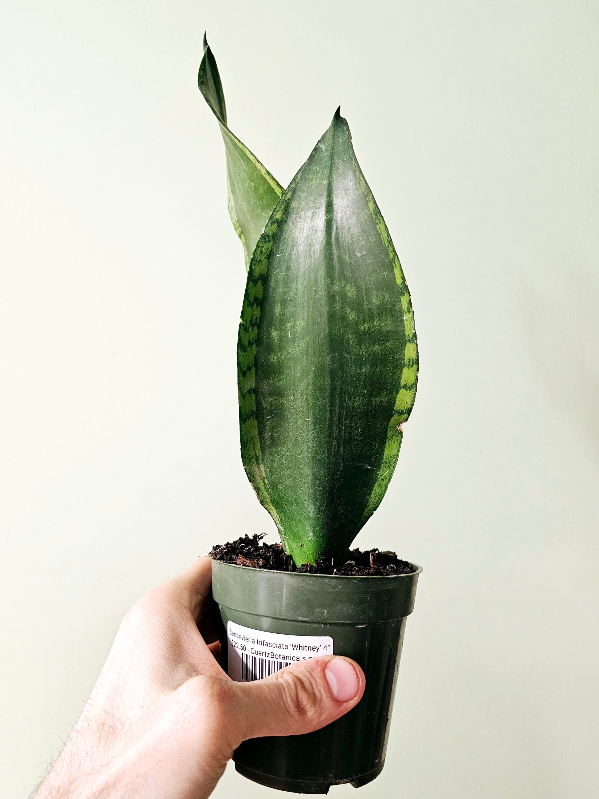 whitney sansevieria Sansevieria trifasciata 'Whitney' 4" – Quartz Botanicals