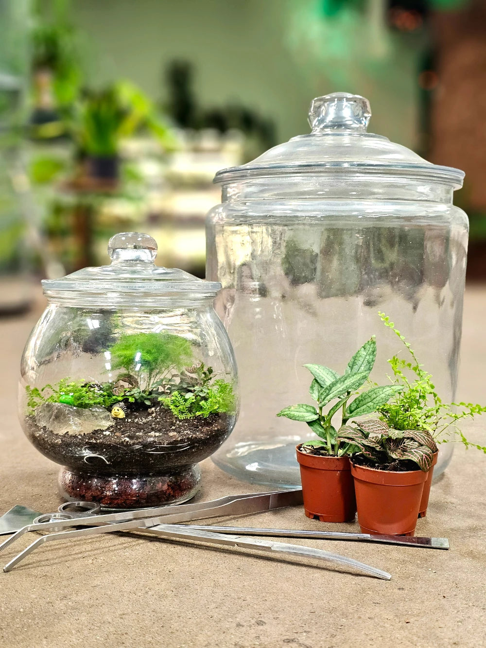 Build Your Own Terrarium Workshop - 10/25/24