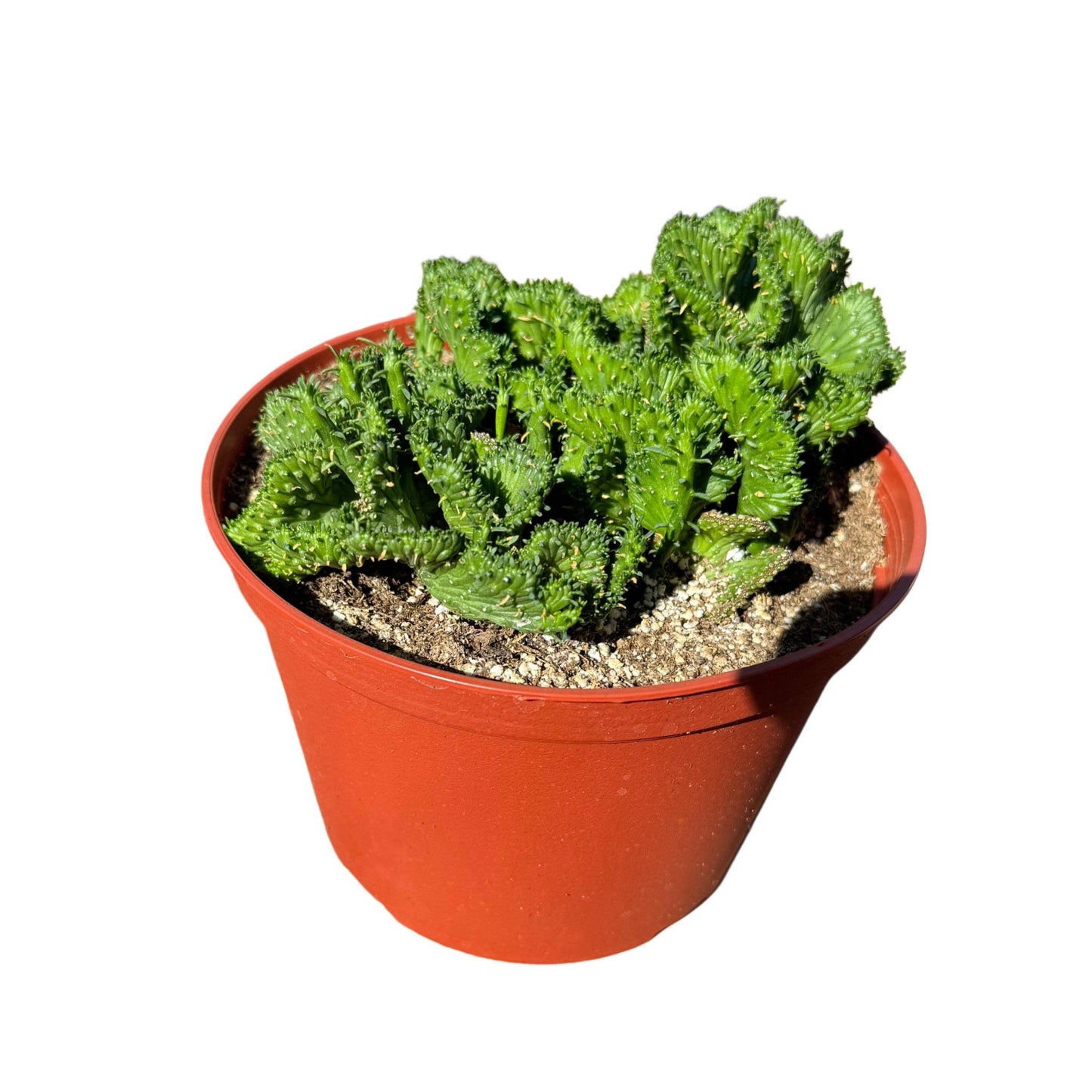 Euphorbia flanaganii f. cristata "Green Coral Cactus" 4"