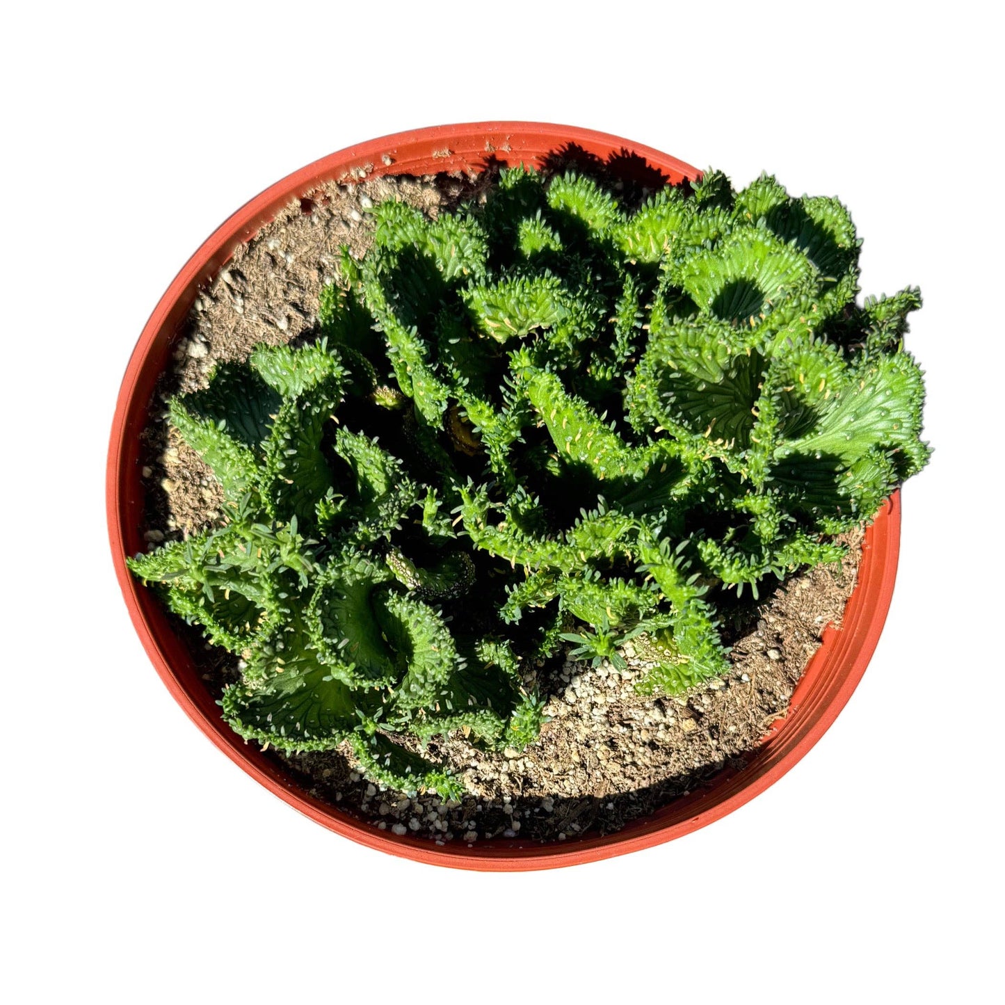 Euphorbia flanaganii f. cristata "Green Coral Cactus" 4"