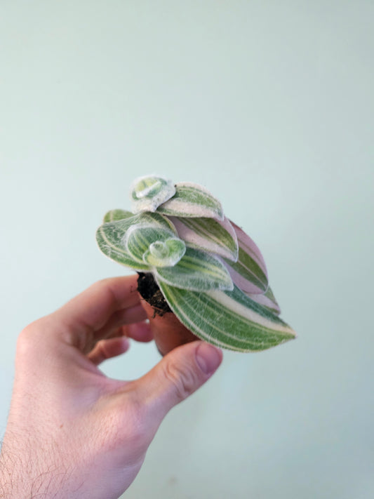 Tradescantia sillamontana 'Velvet Stripes' 2"