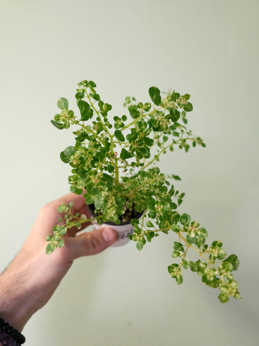 Pilea microphylla 'Variegata' Tricolor Artillery/Confetti Fern 2.5"