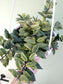 Aeschynanthus 'Bolero Bicolor' Lipstick 6" HB