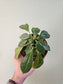 Dorstenia Foetida ssp. 4"