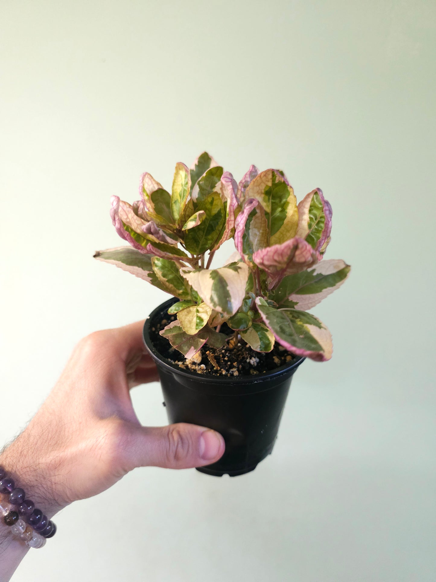 Hemigraphis alternata 'Snow White' 4"