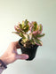 Hemigraphis alternata 'Snow White' 4"