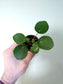 Pilea peperomioides "Money plant/UFO Plant" 2"