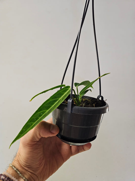 Anthurium warocqueanum "Queen Anthurium" 4" HB
