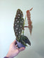 Begonia maculata "Polka Dot Begonia" 4"