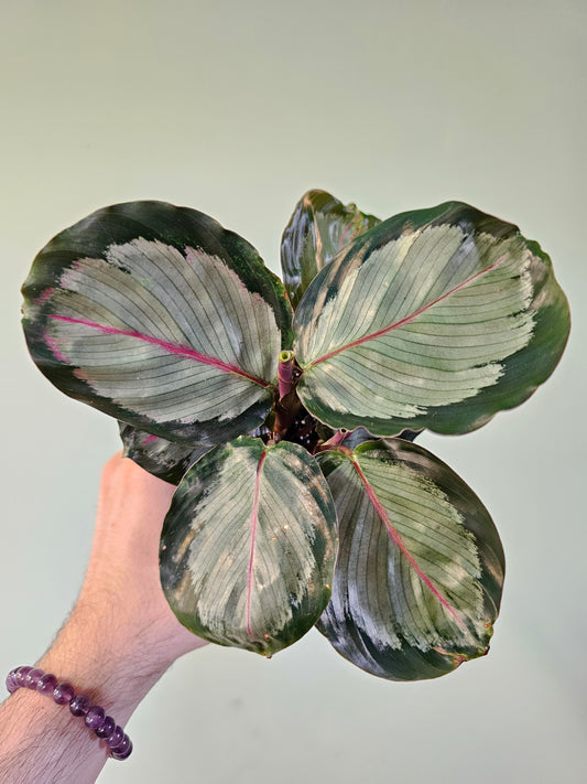 Calathea roseopicta 'Northern Lights' 3.5"