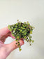 Pilea depressa 'Sao Paulo' 2"