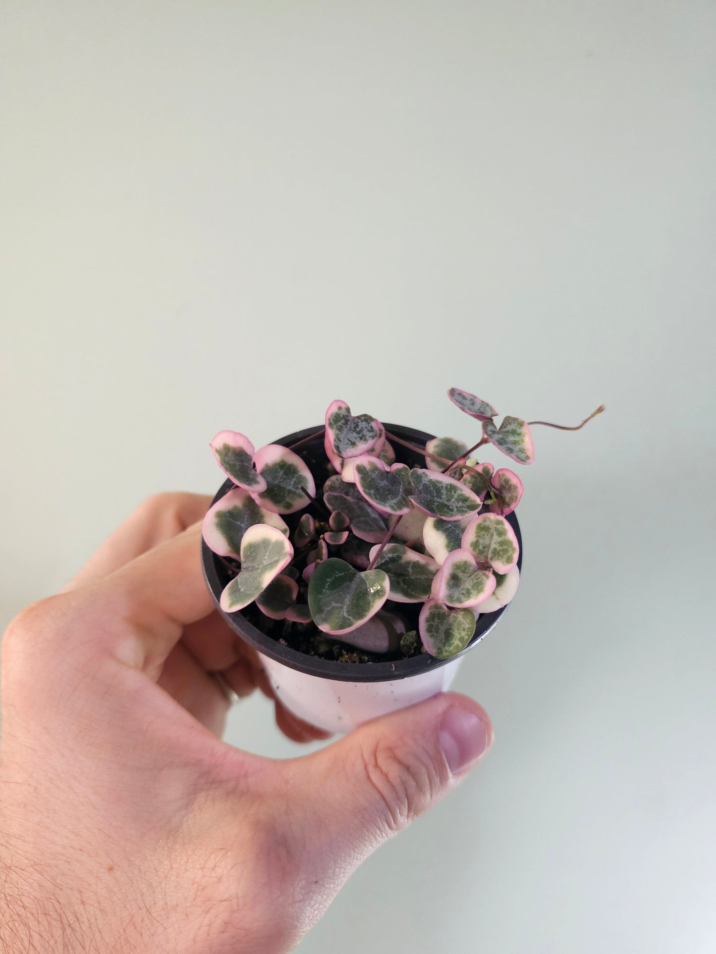 Ceropegia woodii "Variegated String of Hearts" 2.5"