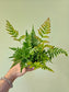 Dryopteris erythrosora "Autumn Fern" 3.5"