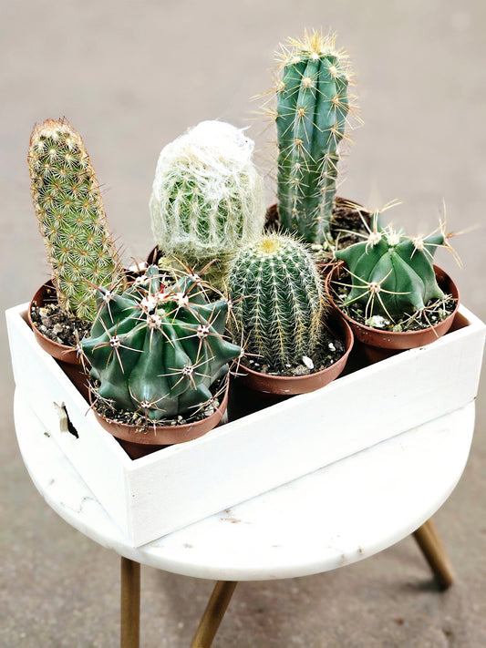 SAAM Auction - Cactus Collector's Starter Pack