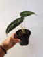 Alocasia 'Black Velvet' 4"