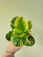 Peperomia obtusifolia 'Marble' 3.5"