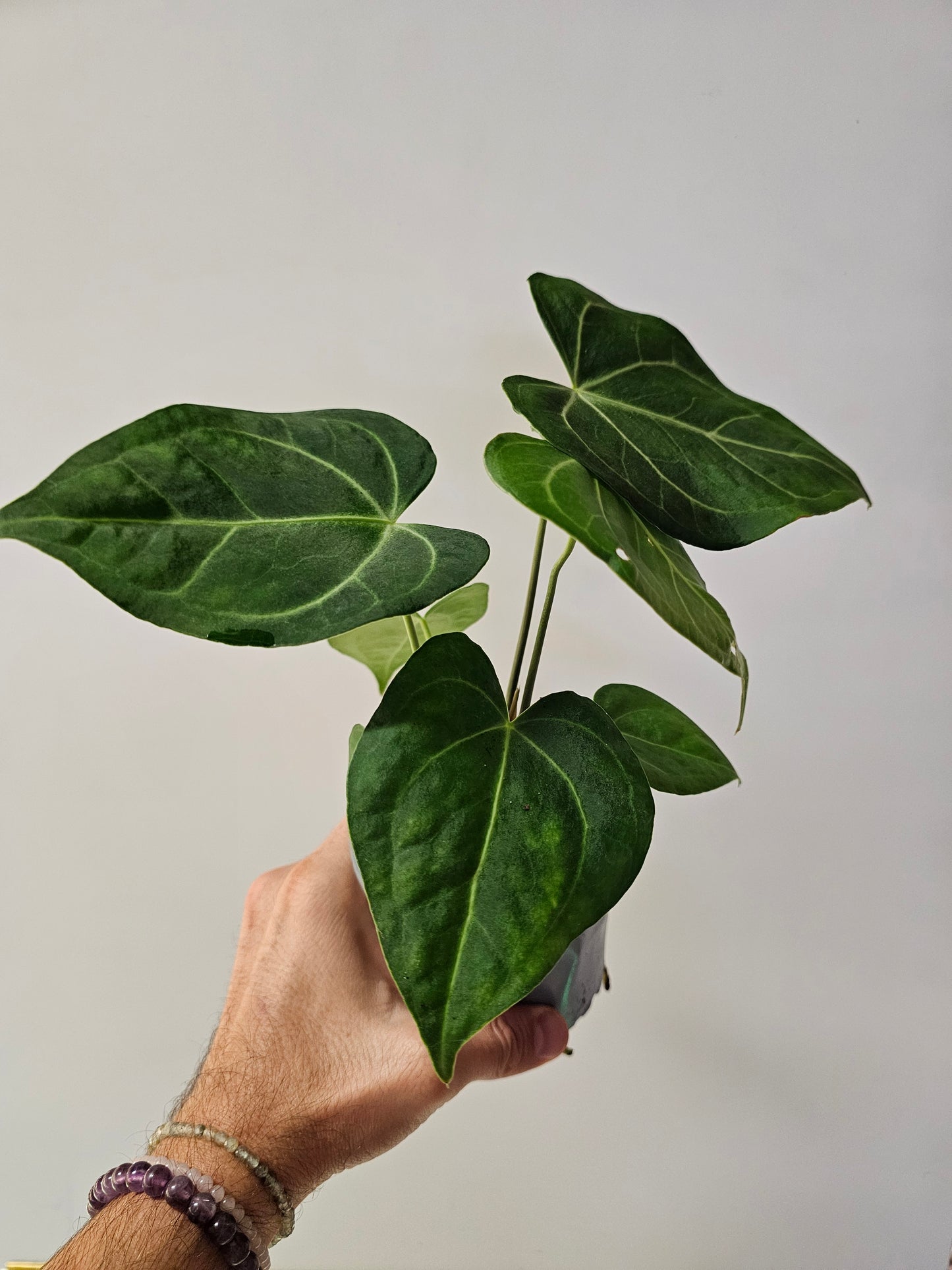 Anthurium clarinervium Hybrid 4"