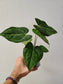 Anthurium clarinervium Hybrid 4"