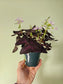 Oxalis triangularis 'Purple' 4.5"