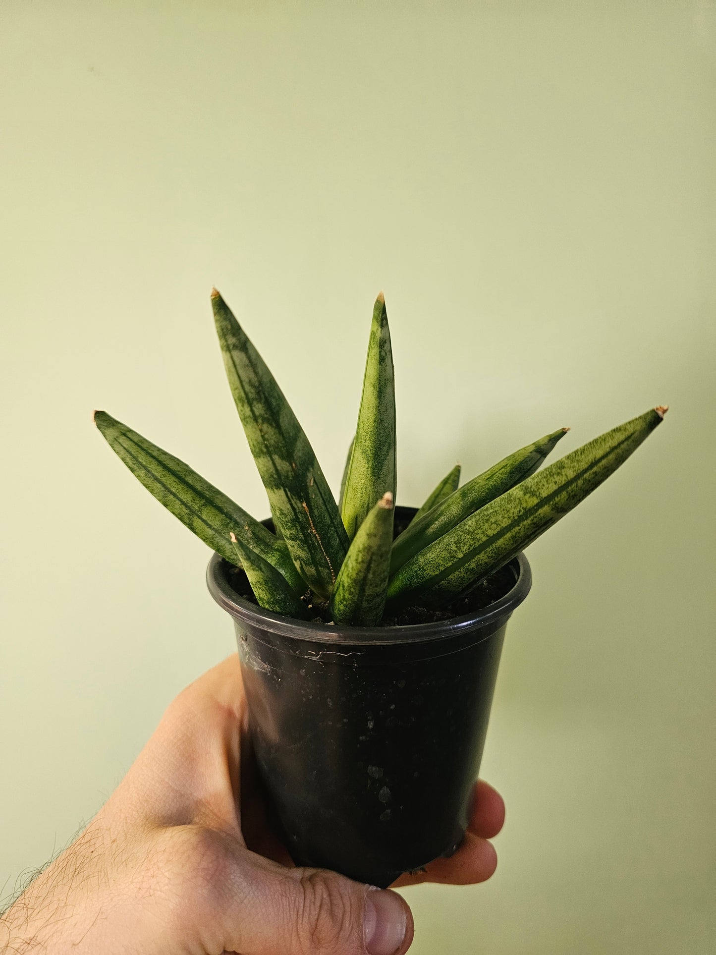 Sansevieria 'Hedgehog' 3.5"