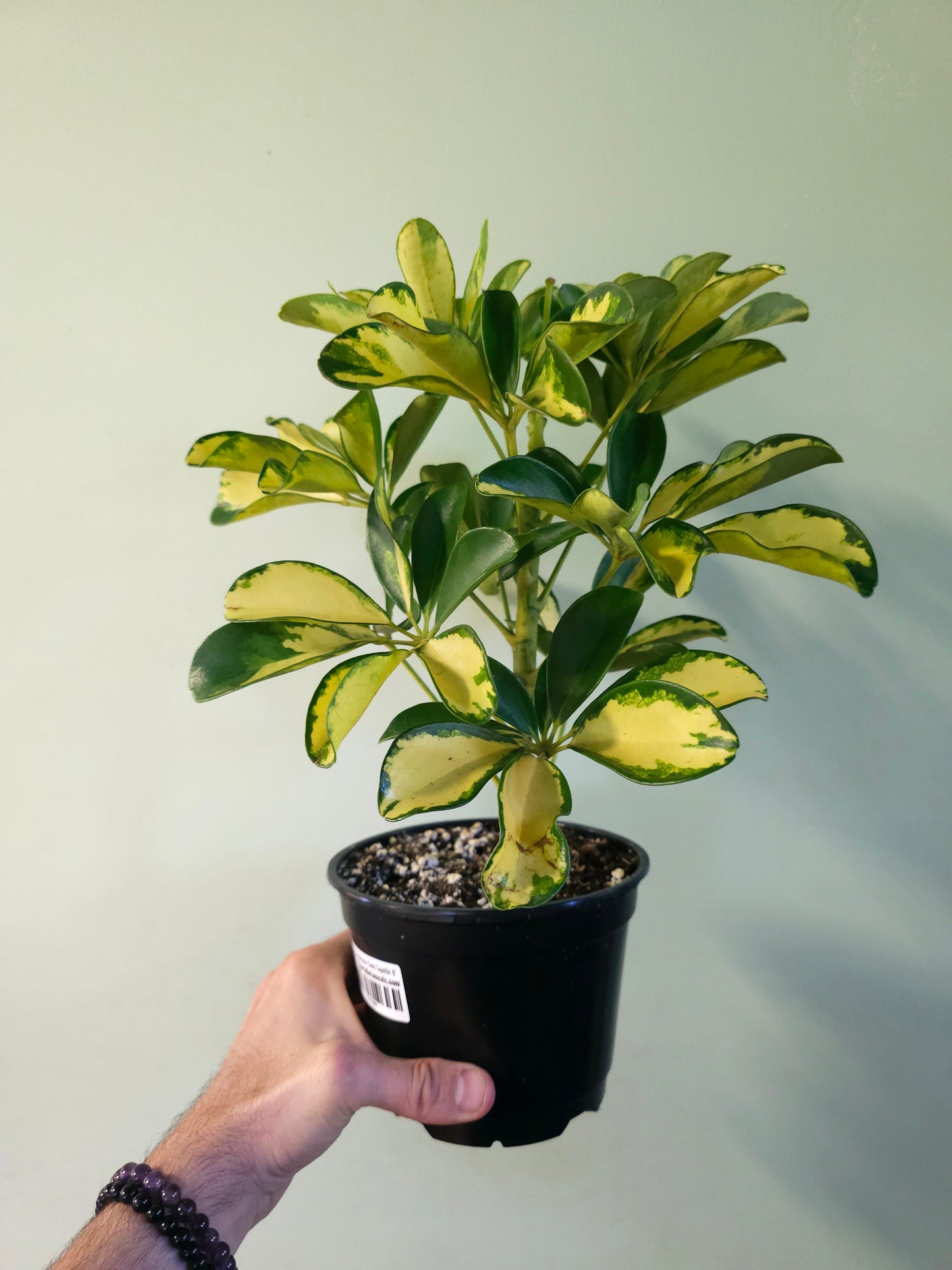 Schefflera arboricola 'Gold Capella' 6"