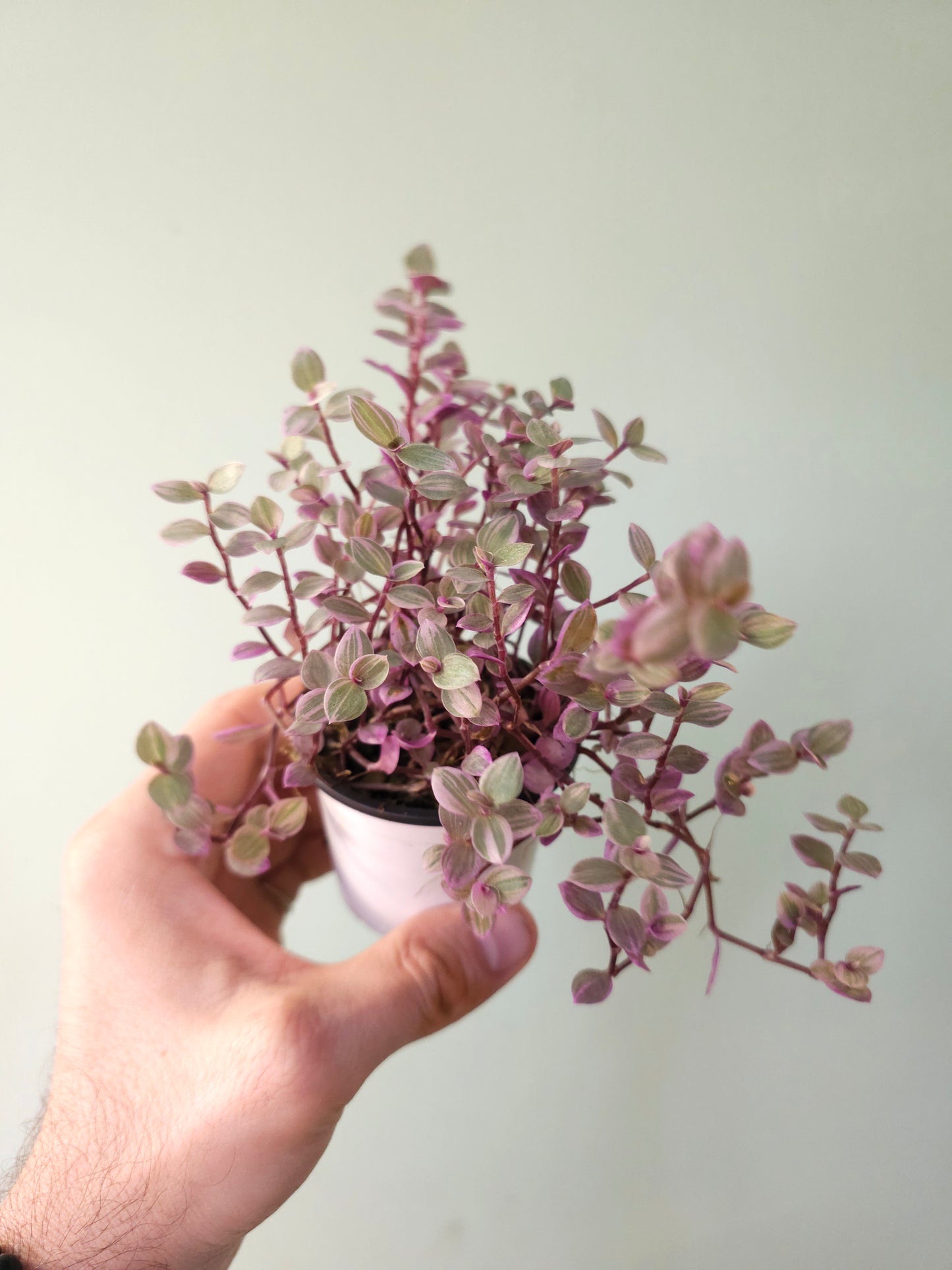 Callisia repens 'Rosato' "Pink Panther" 2.5"