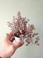 Callisia repens 'Rosato' "Pink Panther" 2.5"