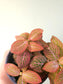 Fittonia albivenis 'Strawberry Blossom' Nerve Plant 4"