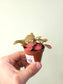Fittonia albivenis 'Strawberry Blossom' Nerve Plant 2"