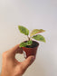 Aglaonema 'Red Army' 3"