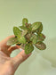 Fittonia albivenis cv. Extra Pink (QB Original)