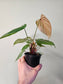 Philodendron lynamii 4"