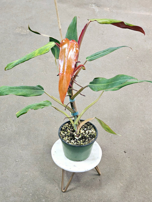 SAAM Auction - Philodendron Orange Marmalade Narrow Form 6"