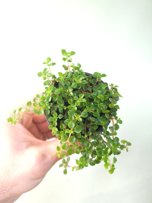 Pilea depressa 'Sao Paulo' 2.5"