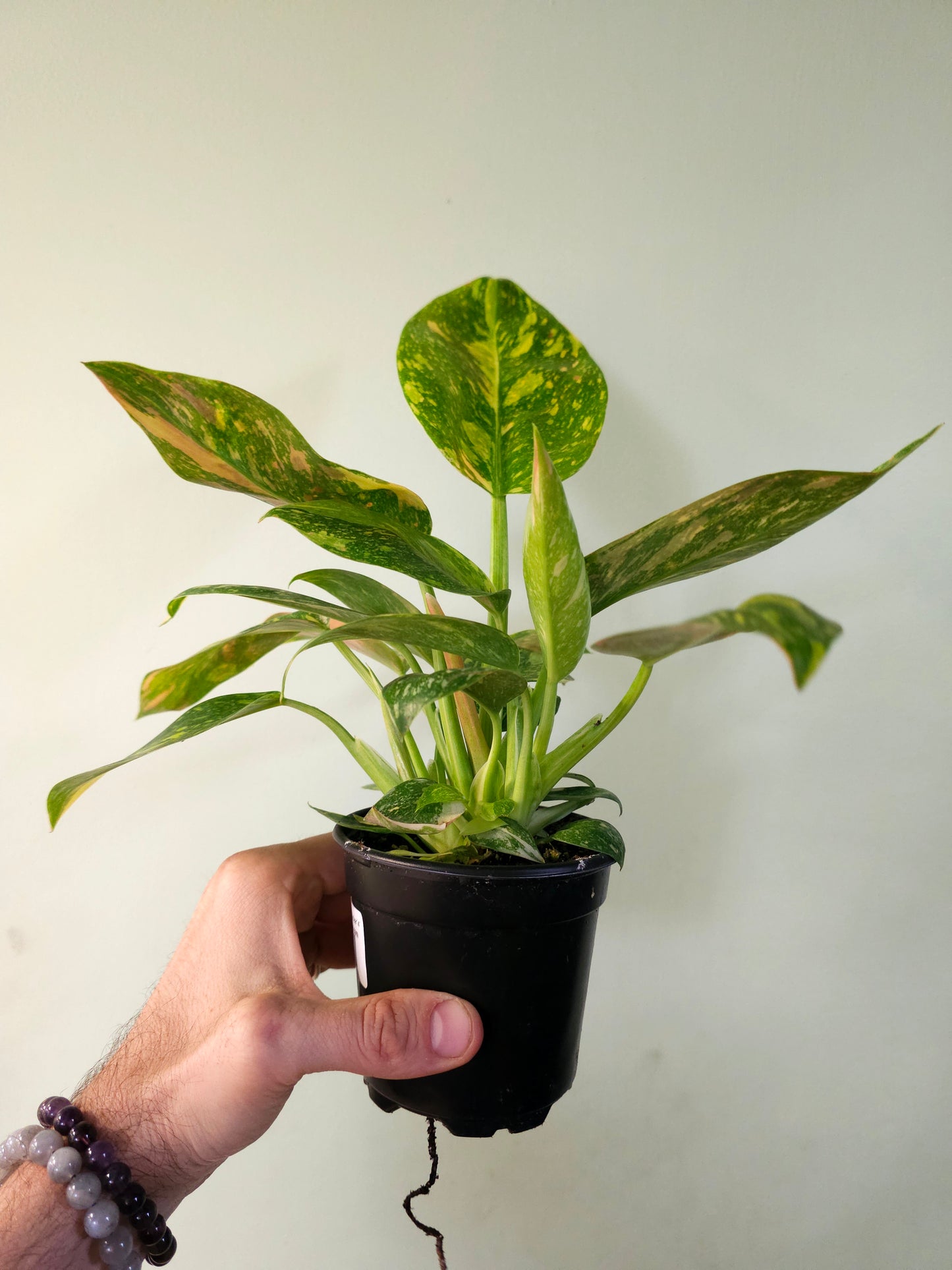 Philodendron Green Congo 'Nuclear' 4"