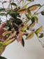 Gibasis pellucida 'Tricolor' "Variegated Bridal Veil" 3"