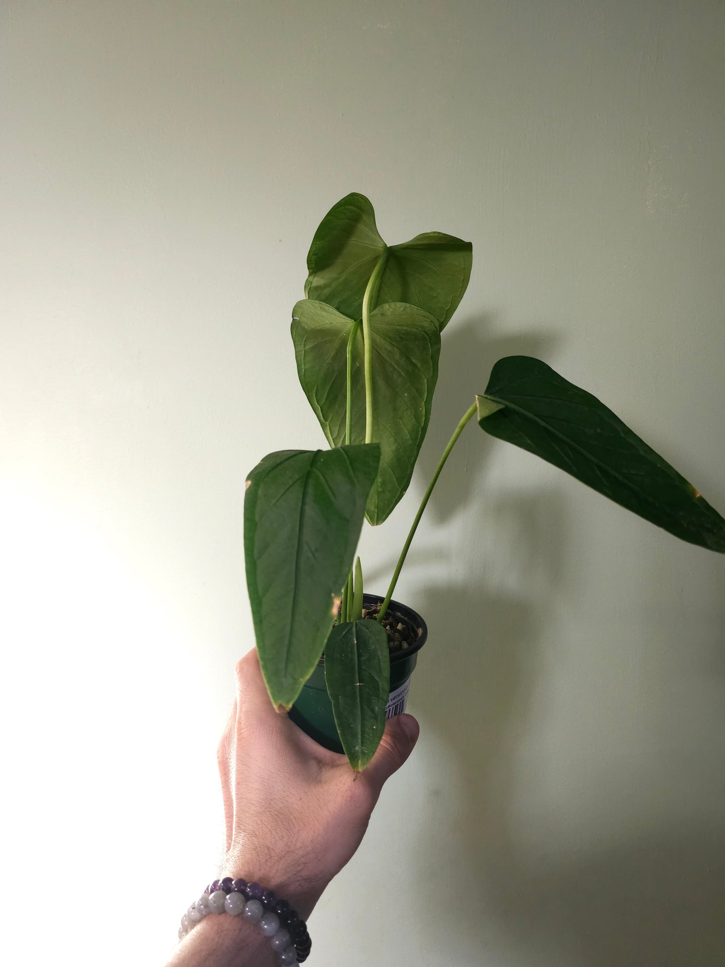 Anthurium versicolor 4"