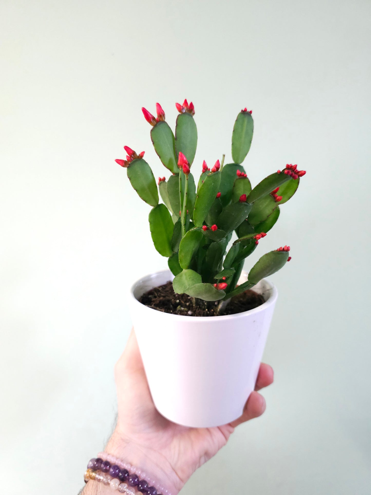 Rhipsalidopsis gaertneri "Spring/Easter Cactus" 4"