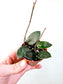Hoya 'Chouke' 2"