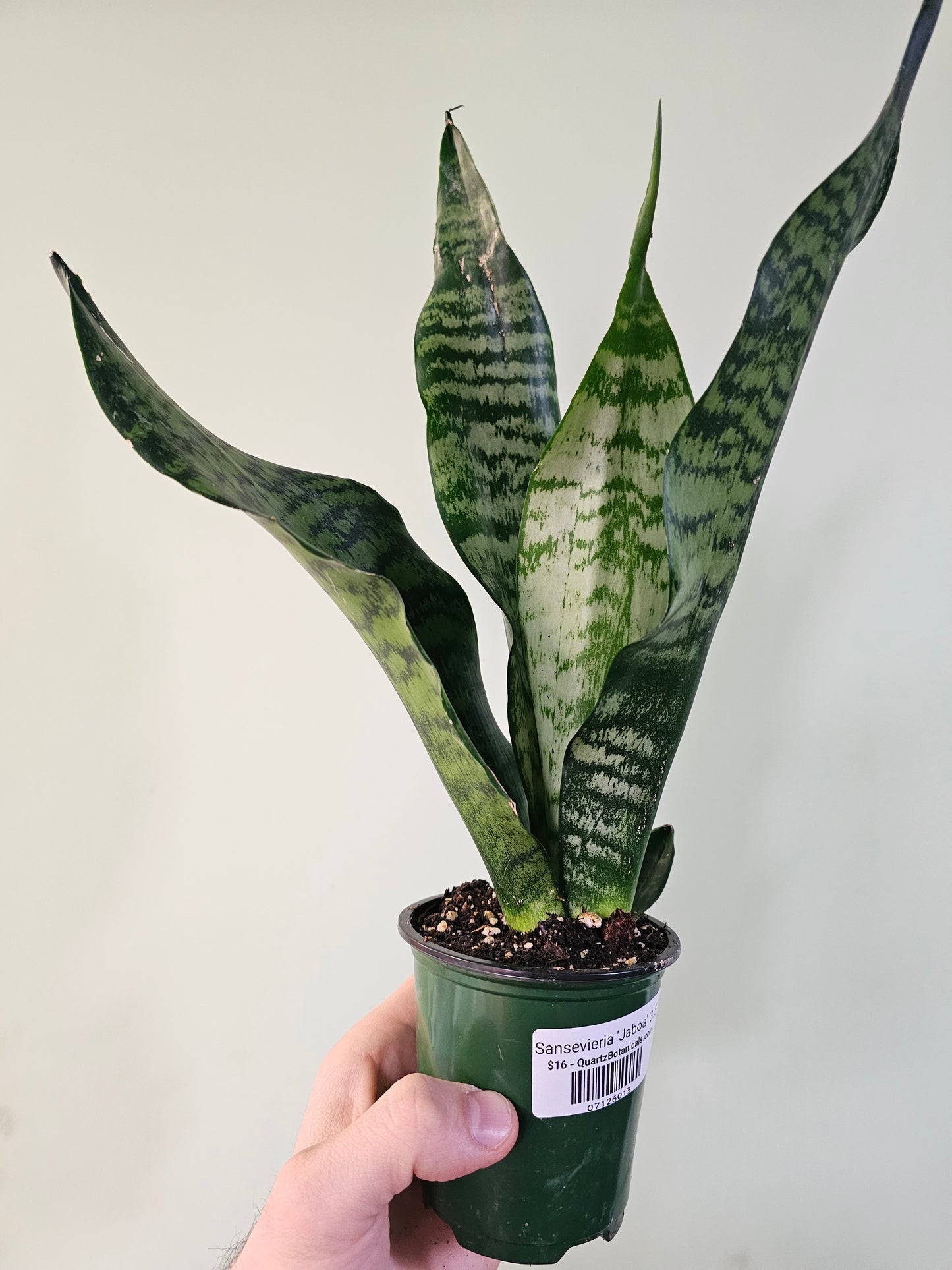 Sansevieria 'Jaboa' 3.5"
