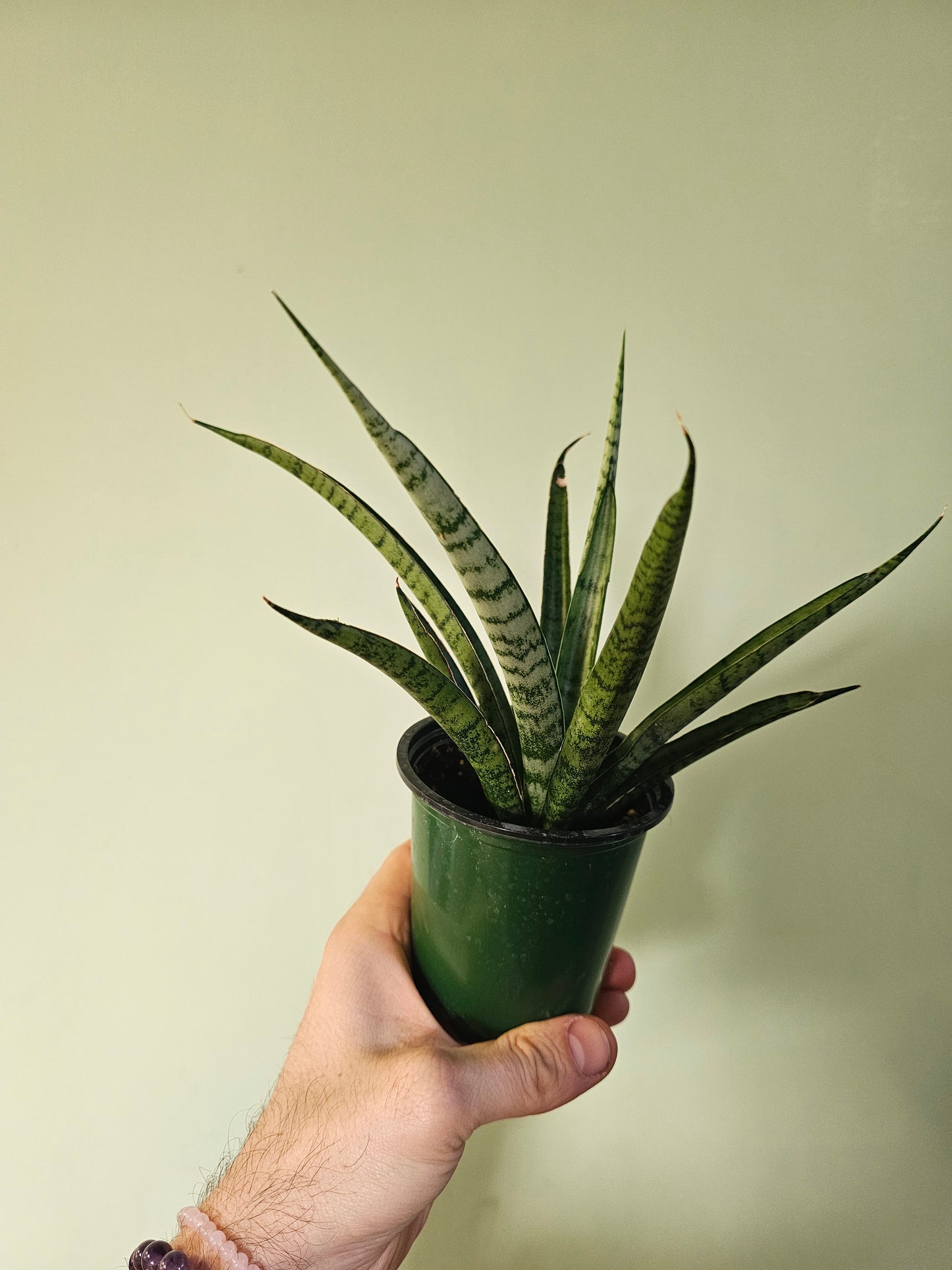 Sansevieria 'Pineapple' 3.5"