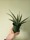 Sansevieria 'Pineapple' 3.5"