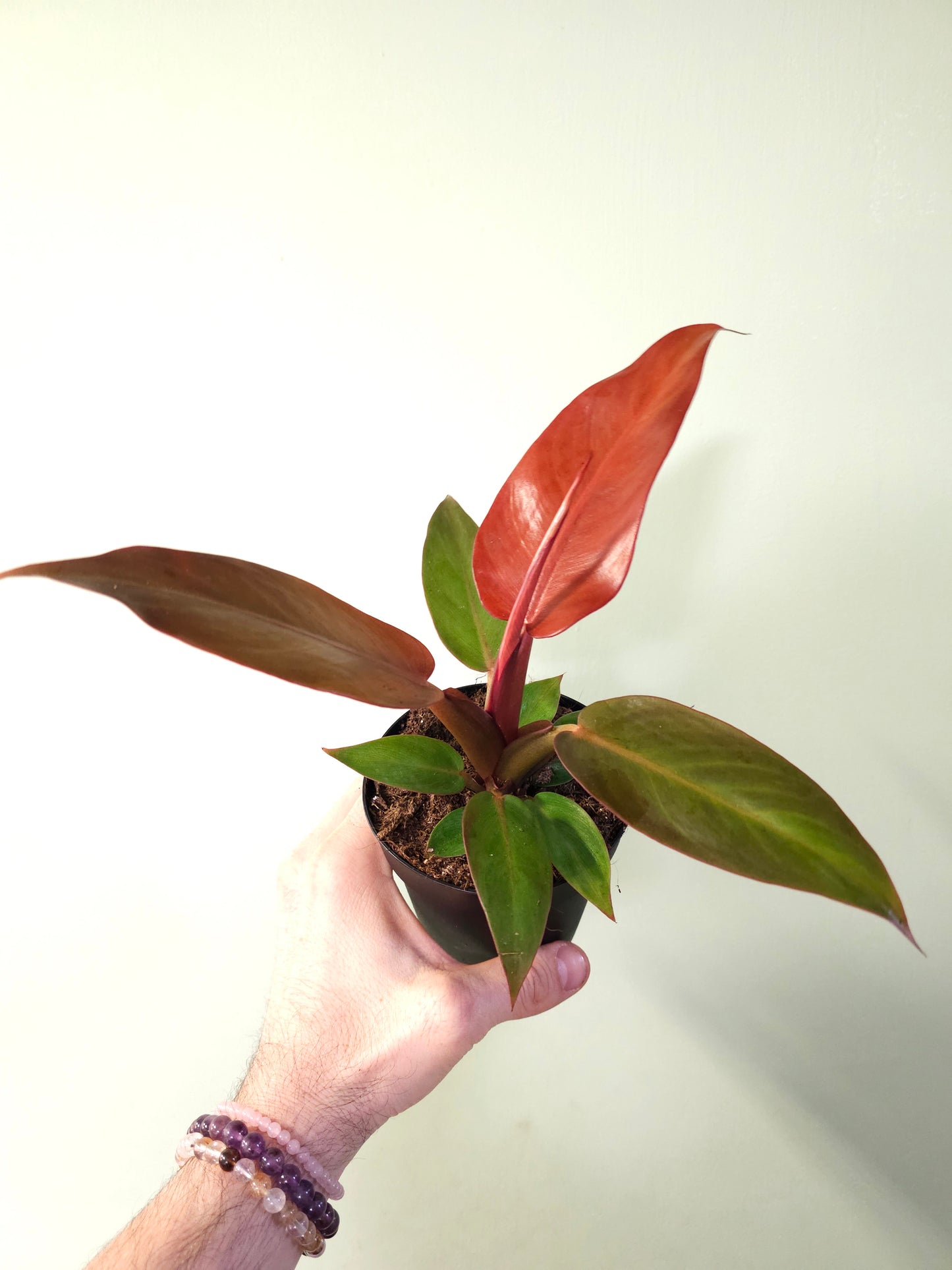 Philodendron 'Sun Red' 4"